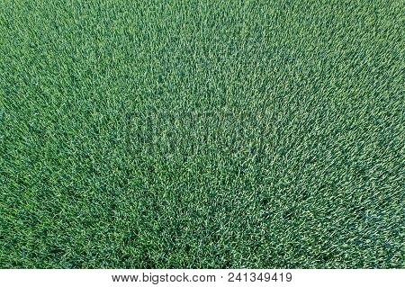 Young Green Grain Top View. Green Wheat.