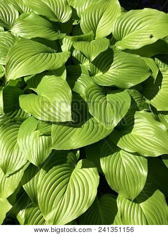 Proiphys amboinensis Cardwell lily, northern Christmas lily.