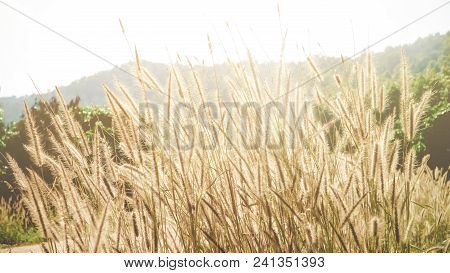 Beautiful Grass Flower With Sunlight, Naturally Beautiful Flowers In The Garden, Process In Soft Ora