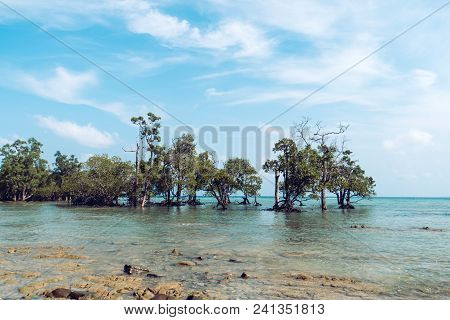 Mangroves In Sea. Gnarled Mangrove Trees In Sea Water Against A Cloudy Blue Sky. Exotic Tropical Isl
