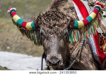 A Close Up Of A Domesticated Yak Decorated With Wool For Ride At Changu, Tsomgo Lake, Sikkim, India