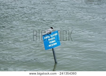 Area Closed Artic Terns Nesting Sign Bird