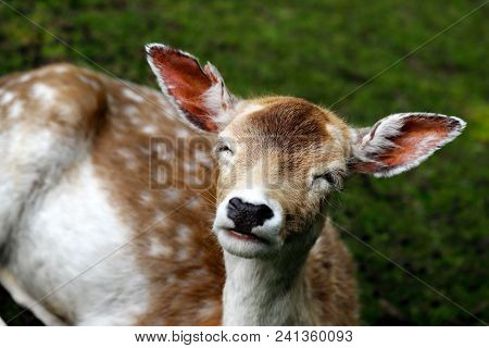 Portrait Of Female Fallow Deer (dama Dama) On The Meadow. Phtography Of Wildlife.