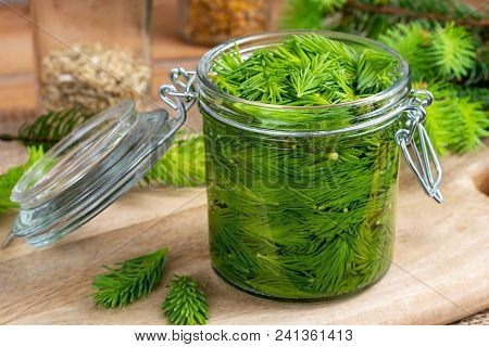 A Jar Filled With Young Spruce Tips And Alcohol, To Prepare Homemade Tincture For Muscle Pain