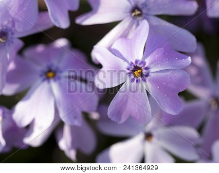 Close-up Of Small Purple Flowers In The Garden In Spring