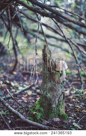 Closeup Picture Of Leccinum Scabrum With Brown Cap Growing In Wild Forest In Latvia. Edible Mushroom