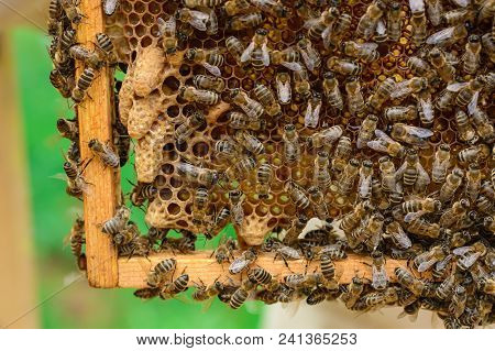 Signs Of Roaring Bees. The Birth Of A New Queen Of Bees