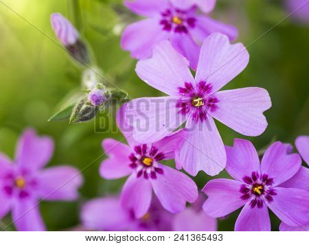 Close-up Of Pink Flowers In The Garden In Spring
