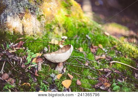 Hand Holding Leccinum Scabrum With Brown Cap Growing In Wild Forest In Latvia. Edible Mushroom Growi