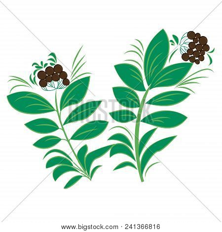Ravintsara Plant Vector Illustration On A White Background