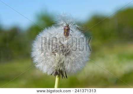 Stinky Bug (acanthosomatidae) Climbs Out Of The Dandelion