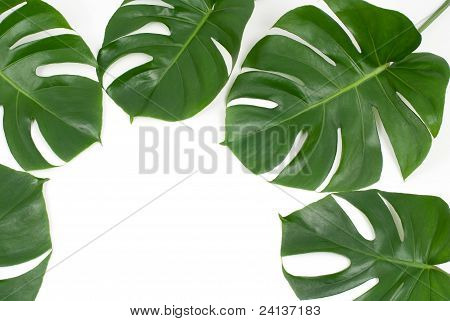 Foglie tropicali