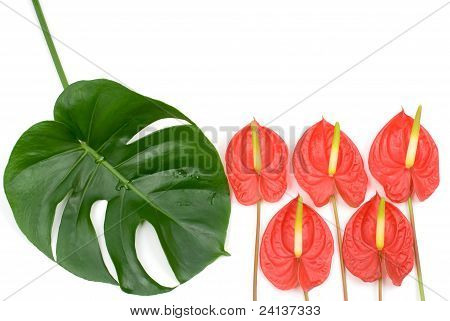 Pianta tropicale