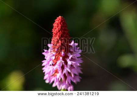 Beautiful Orchid Primrose - Primula Vialii In The Garden