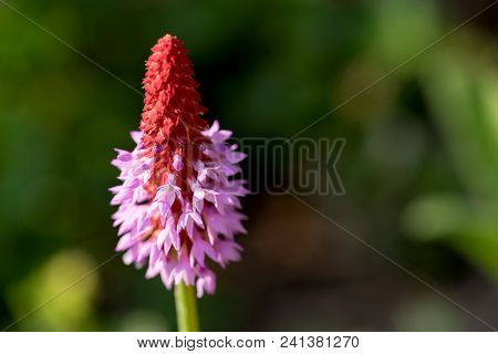 Beautiful Orchid Primrose - Primula Vialii In The Garden