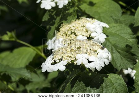 Flowers And Buds Of Blooming Guelder-rose. Corymbose Inflorescence Of The Viburnum (viburnum Opulus)