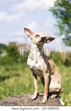 Russian Smooth-coated Toy Terrier Set His Ears Apart, Sitting On A Stone (canis Lupus Familiaris)