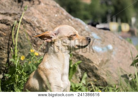 Russian Smooth-coated Toy Terrier Takes A Sunbath (canis Lupus Familiaris)