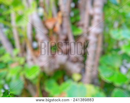 Abstract Leaves Background, Blurred Green Leaves As A Background (polyscias Guilfoylei, Quercifolia 