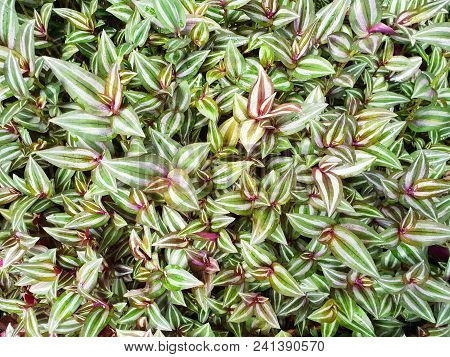 Top View Green Leaves As A Background, (tradescantia Zebrina  Loudon, Zebrina Pendula  Schnizl.), Ec