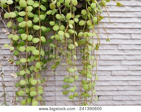 Dave Trees, Green Leaves Hanging On The Wall. Nature Wallpaper Concept. Empty. Too Soft. Space For Y