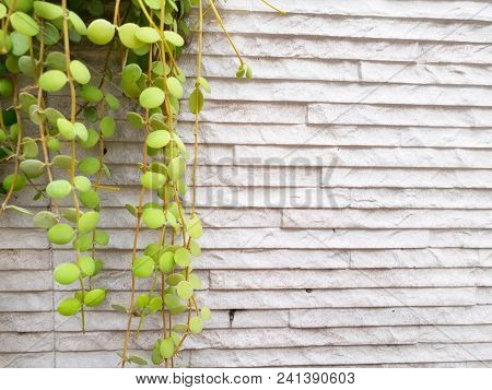 Dave Trees, Green Leaves Hanging On The Wall. Nature Wallpaper Concept. Empty. Too Soft. Space For Y