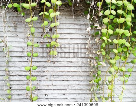 Dave Trees, Green Leaves Hanging On The Wall. Nature Wallpaper Concept. Empty. Too Soft. Space For Y