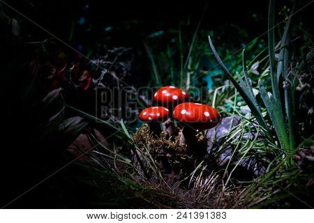 Mushroom. Fantasy Glowing Mushrooms In Mystery Dark Forest Close-up. Amanita Muscaria, Fly Agaric In