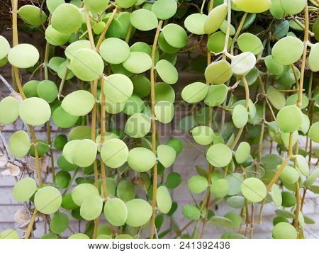 Dave Trees, Green Leaves Hanging On The Wall. Nature Wallpaper Concept. Empty. Too Soft. Space For Y