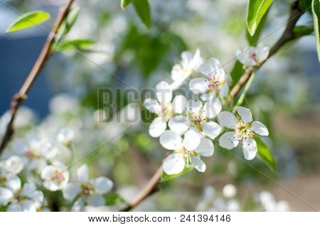 Flowering Cherrybranches On A Tree In The Spring. Selective Focus. Blurry Picture
