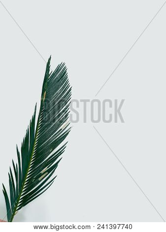 Fern Leaf On White Background. Decorative Natural Plant. Green Bracken Branch. Botany And Flora. Fre
