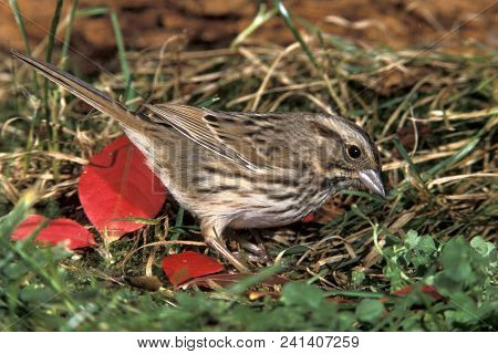 A Song Sparrow, Melospiza Melodia Searching For Seeds On The Forest Floor
