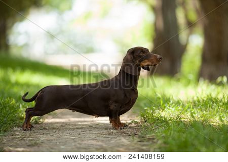 Beautiful Little Dog Breed Standard Dachshund Brown On A Walk