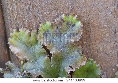 Marchantia Polymorpha Liverwort, Close Up Shot Focus