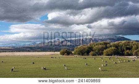 Idyllic Patagonian Landscape With Lambs. Trevelin-esquel In The Northwest Of Chubut Province In Arge