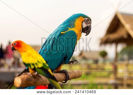 Macaw Bird Perched For Waiting To Practice Fly.