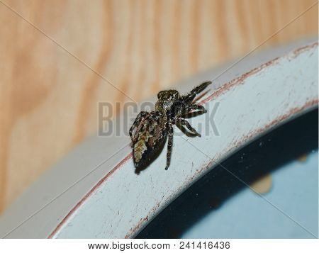 Portrait Of A Jumping Spider (marpissa Muscosa) Full Body Macro.