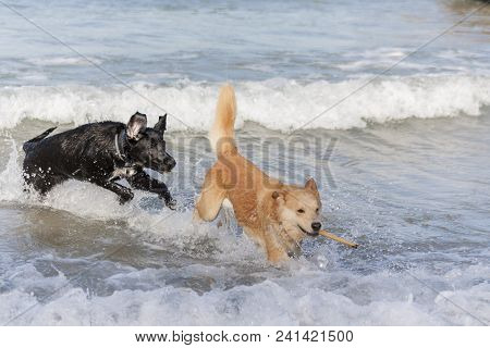 Perros Jugando Juntos, Disfrutando Felices En El Mar