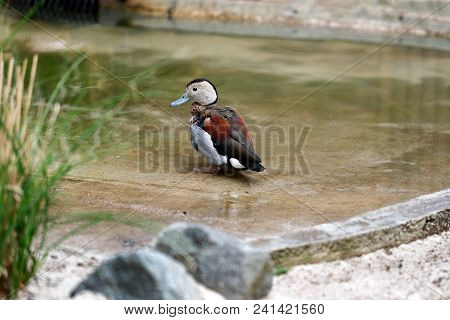 Full Body Of Male Ringed Teal Duck On The Pond. Photography Of Wildlife.