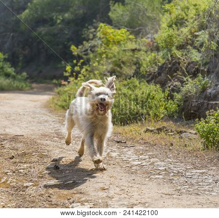 A Dog Running Free In The Great Outdoors