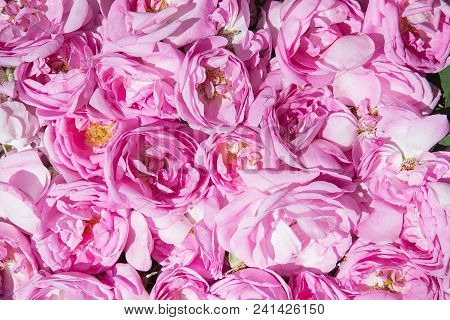 Industrial Cultivation Of Oil Bearing Rose And Rose