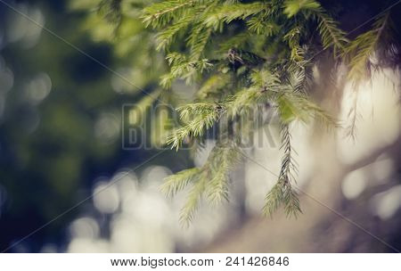 Blurred Background  With Green Fir-tree Branches And Bokeh