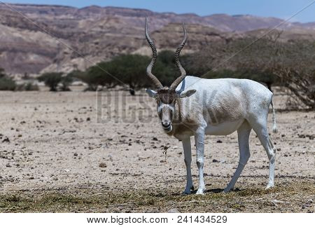 Curved Horned Antelope Addax (addax Nasomaculatus) Was Introduced From Sahara Desert And Well Adopte