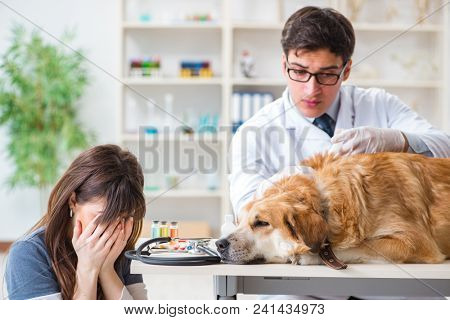 Doctor and assistant checking up golden retriever dog in vet cli