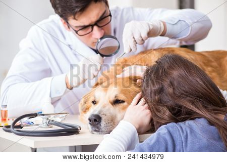 Doctor and assistant checking up golden retriever dog in vet cli