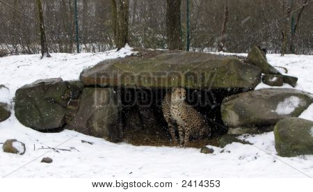 Cheetahs (Rugby) In de sneeuw 2