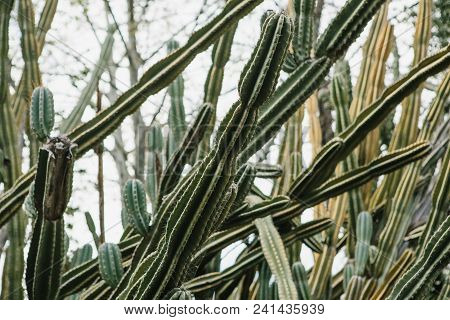 Cactuses Or Plant With Needles. Landscaping Or Gardening For City Or Natural Plants. Conservation An