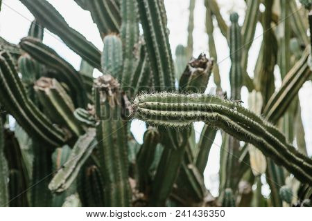 Cactuses Or Plant With Needles. Landscaping Or Gardening For City Or Natural Plants. Conservation An