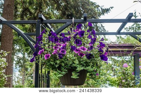 A Basket With Petunia Flower Hangs On A Porch In Burien, Washington.
