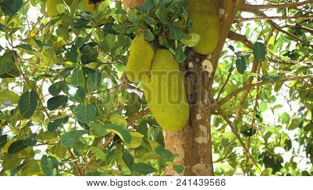 Jackfruit Tree And Young Jackfruits. Tree Branch Full Of Jack Fruits. Philippines, Palawan, Busuanga